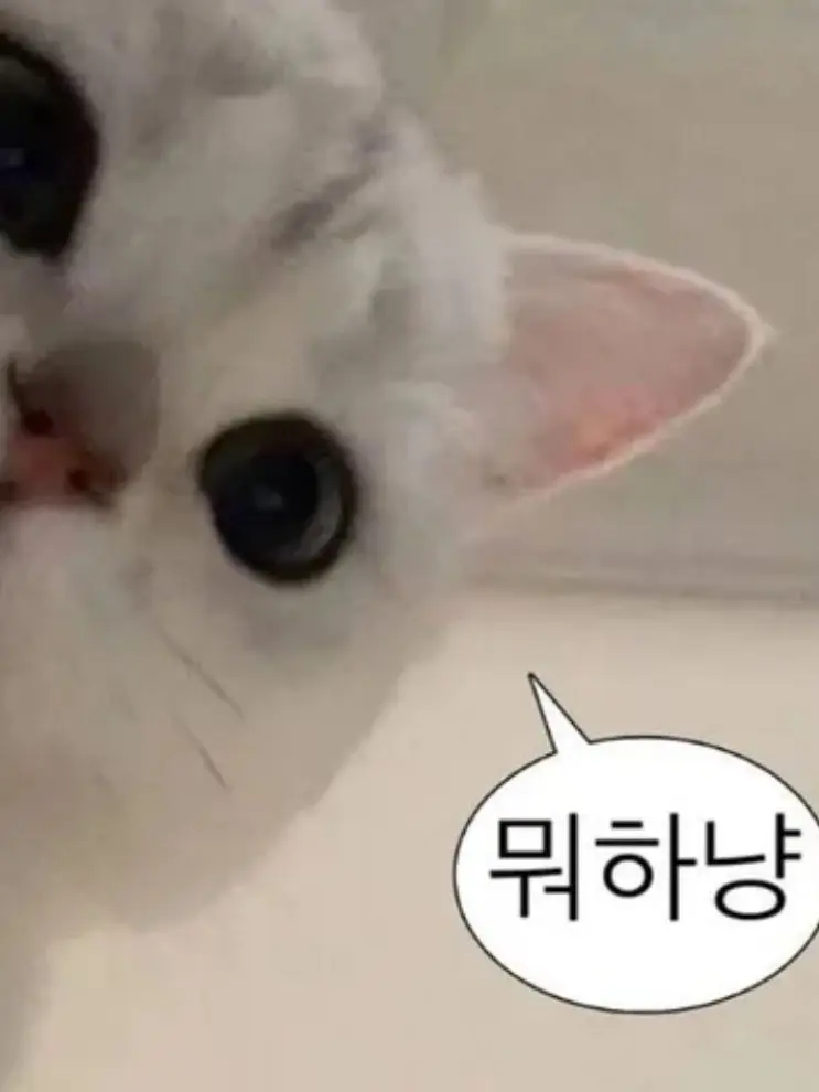 Lachet의 정신나간 동거