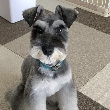 Profile image of 제트