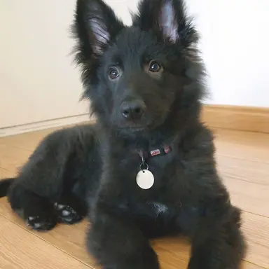 Profile image of 까미