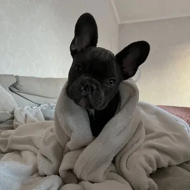 Profile image of 망치