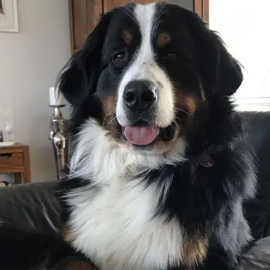 Profile image of 벨라