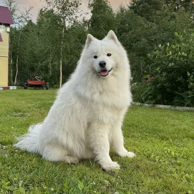 Profile image of 봉실이