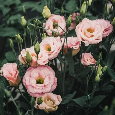 Profile image of 아네시스