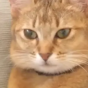Profile image of かな