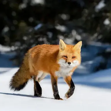 Profile image of 여우