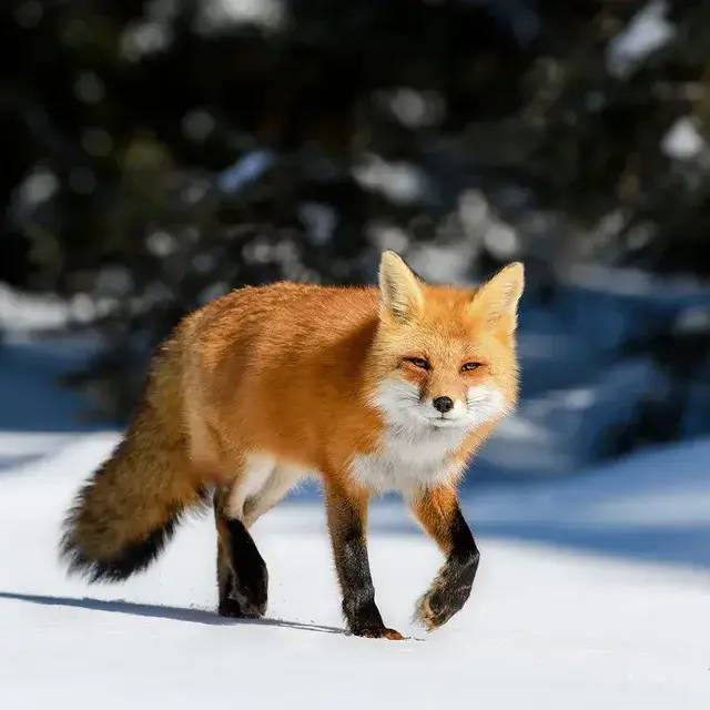 LuckyPlate6919의 여우가 유저 물의 설사약을 탓다??