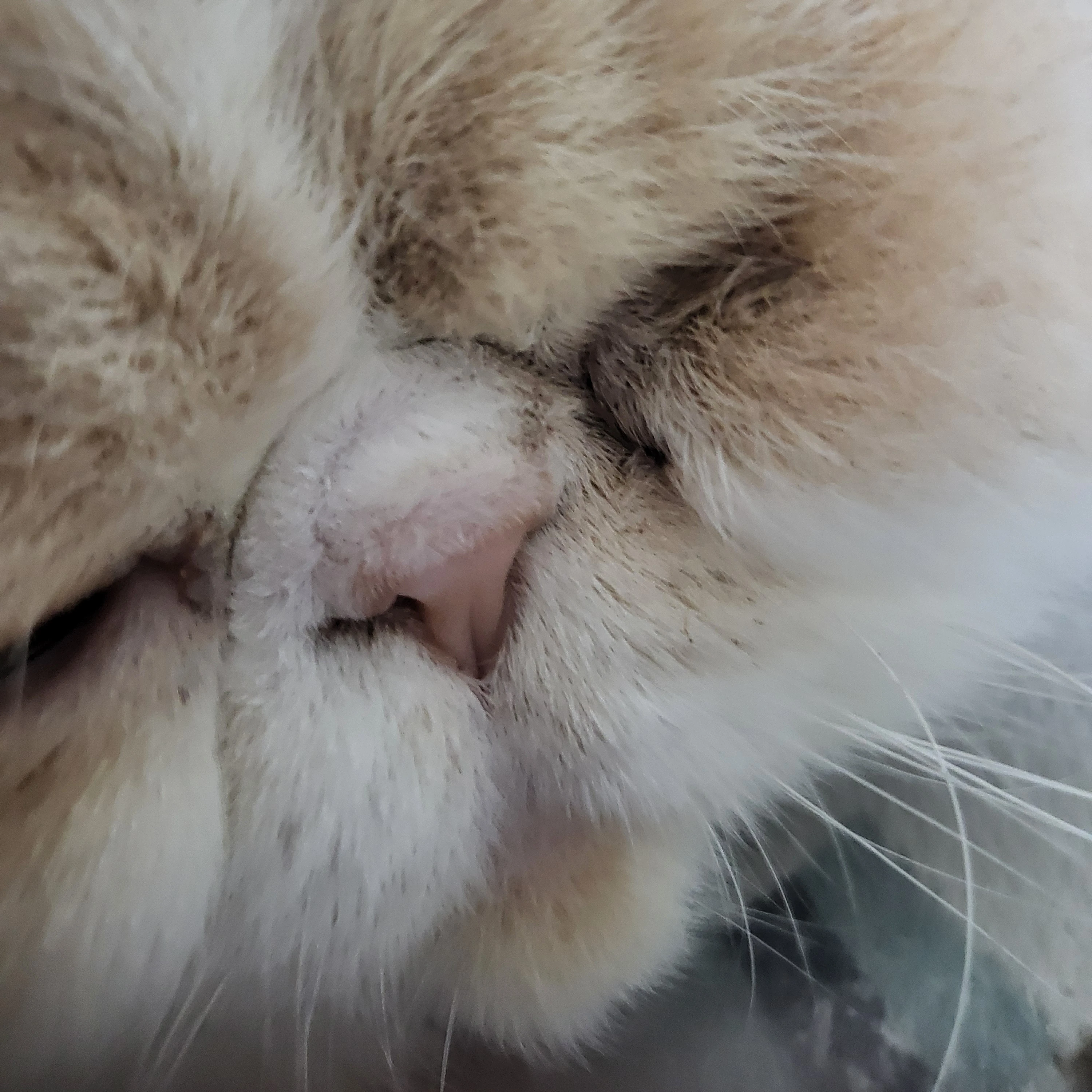 골목길 미친고양이