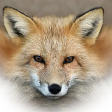 Profile image of 여우연