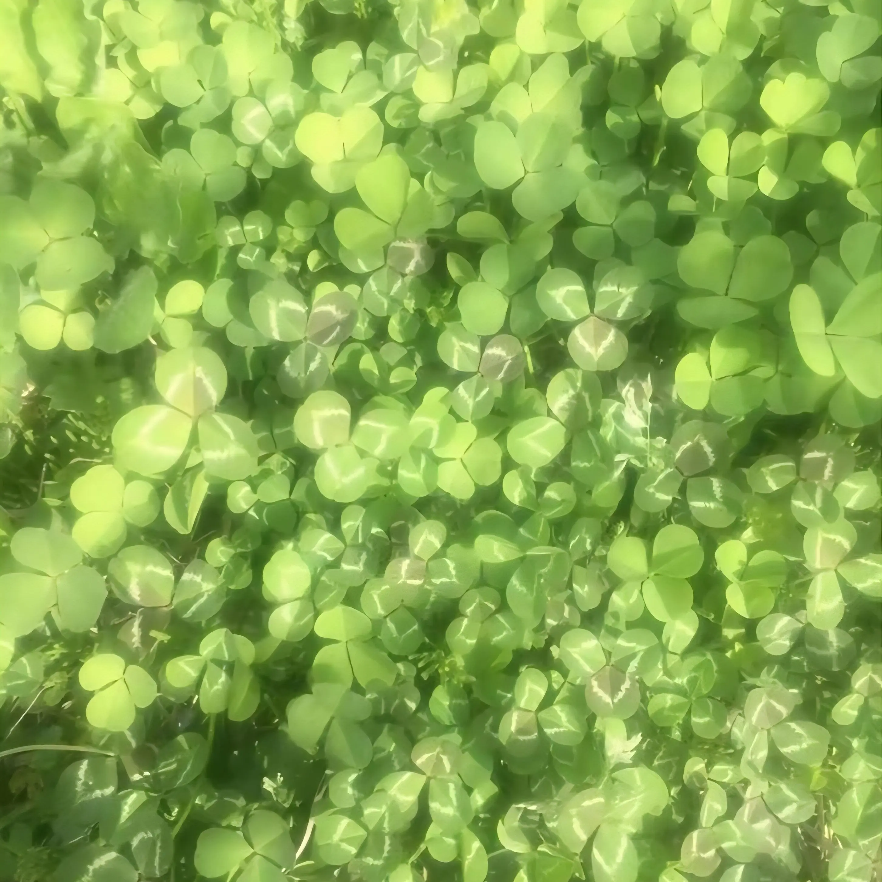 BlankAnger7086의 유기사가 벨키를 간지럽힌다