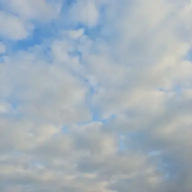 Profile image of 미스틱 플라워 쿠키