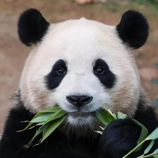 푸바오