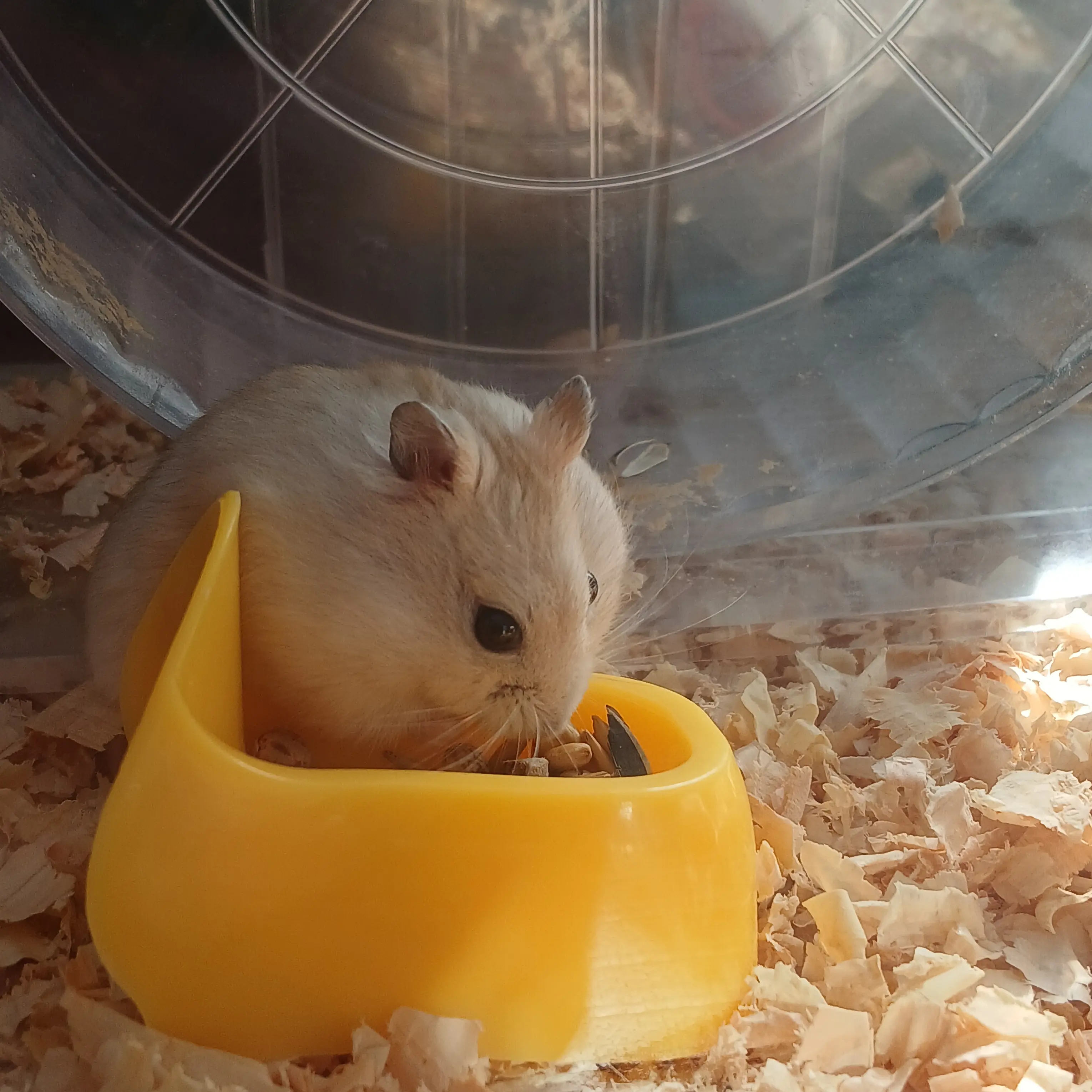 DirectPika2917의 김톨이