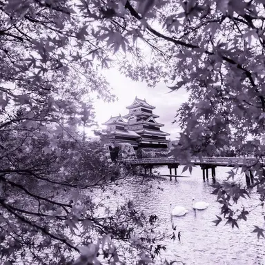 Profile image of 멜로우