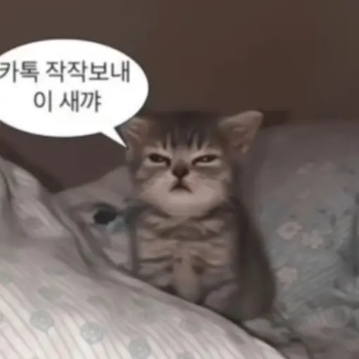 yook1234ee의 말을 하는고냥이씨