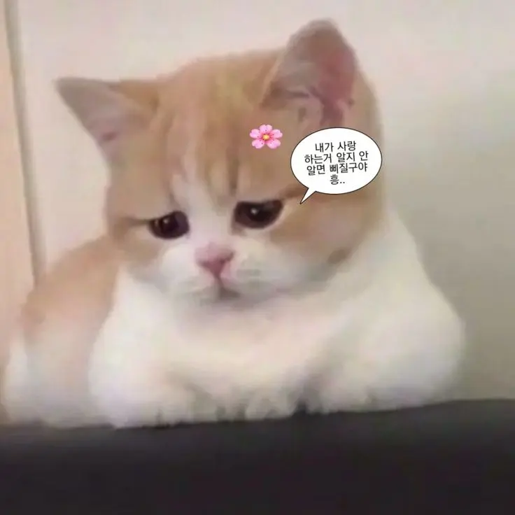 DenseBongo4098의 톨이