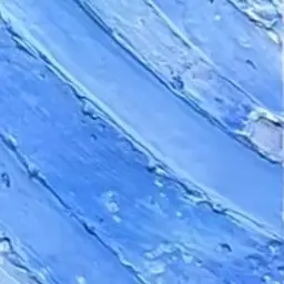 Profile image of 시스쿠 모찌엘