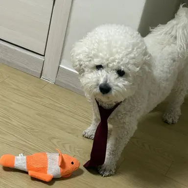 Profile image of 버캣