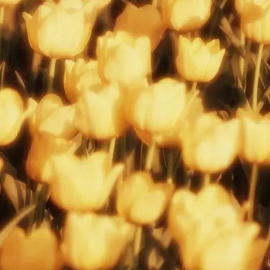 Profile image of 쪼만