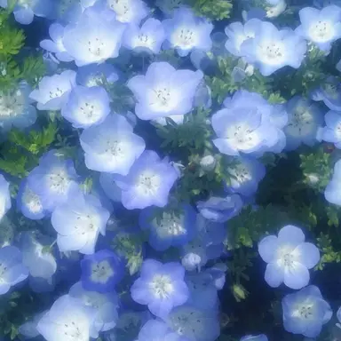 Profile image of 행크