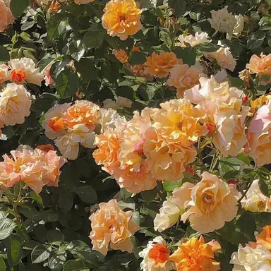 Profile image of 코마