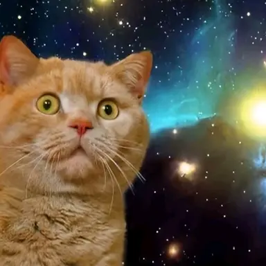 Profile image of ぬこ