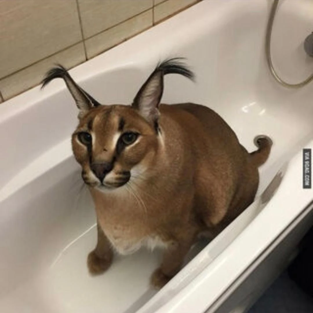 신기한 고양이