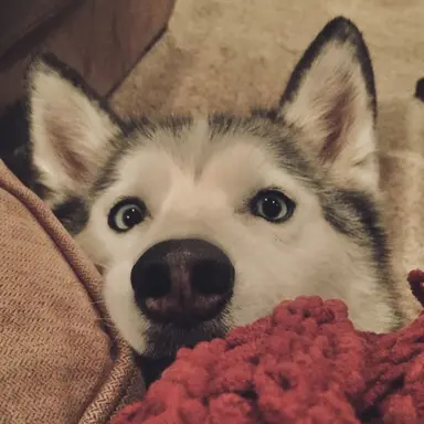 Profile image of バンチャン