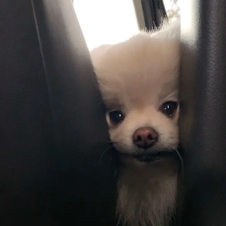 Probably5의 안유진