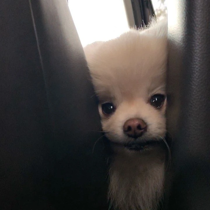 안유진