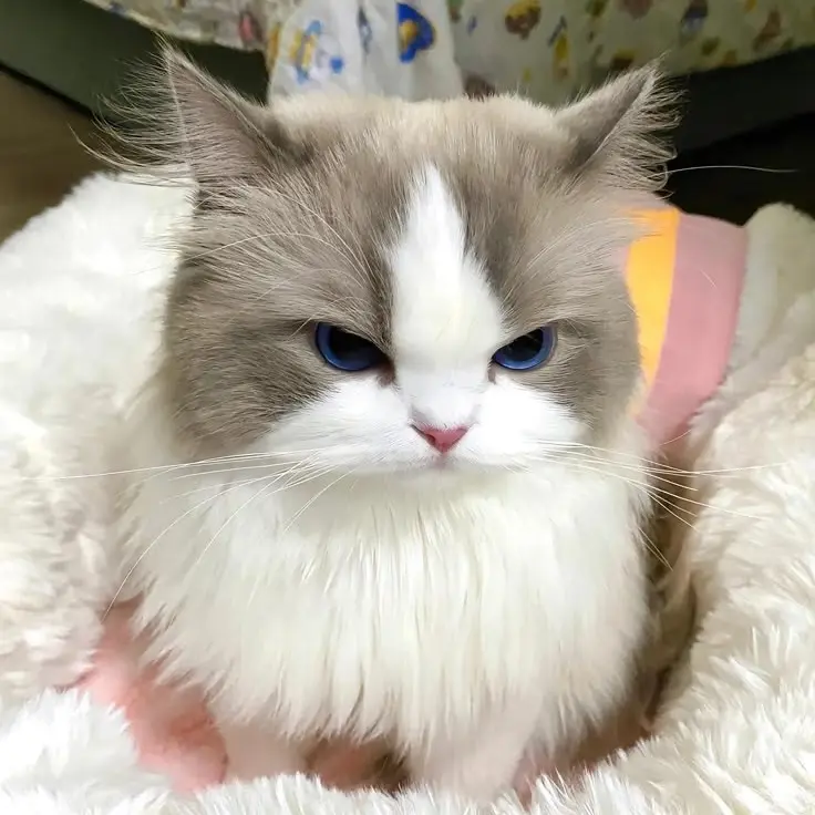 IlikeStrayKids의 이민호