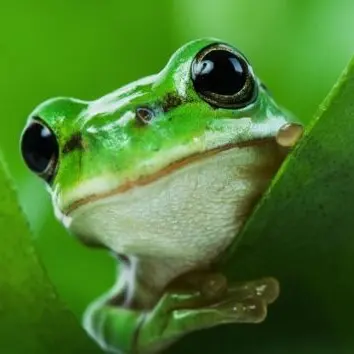 Profile image of 개굴희