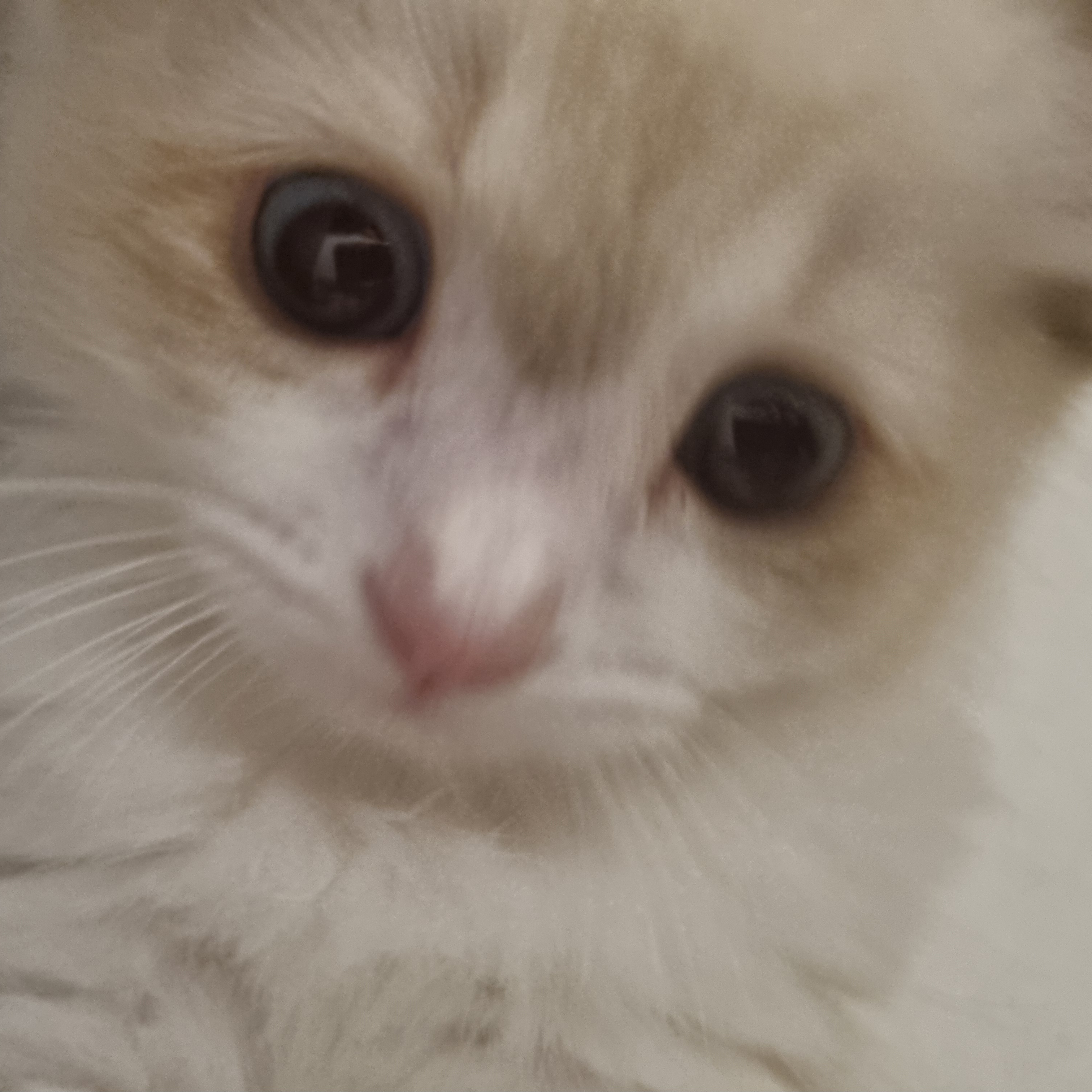고양이 하루 대표 이미지