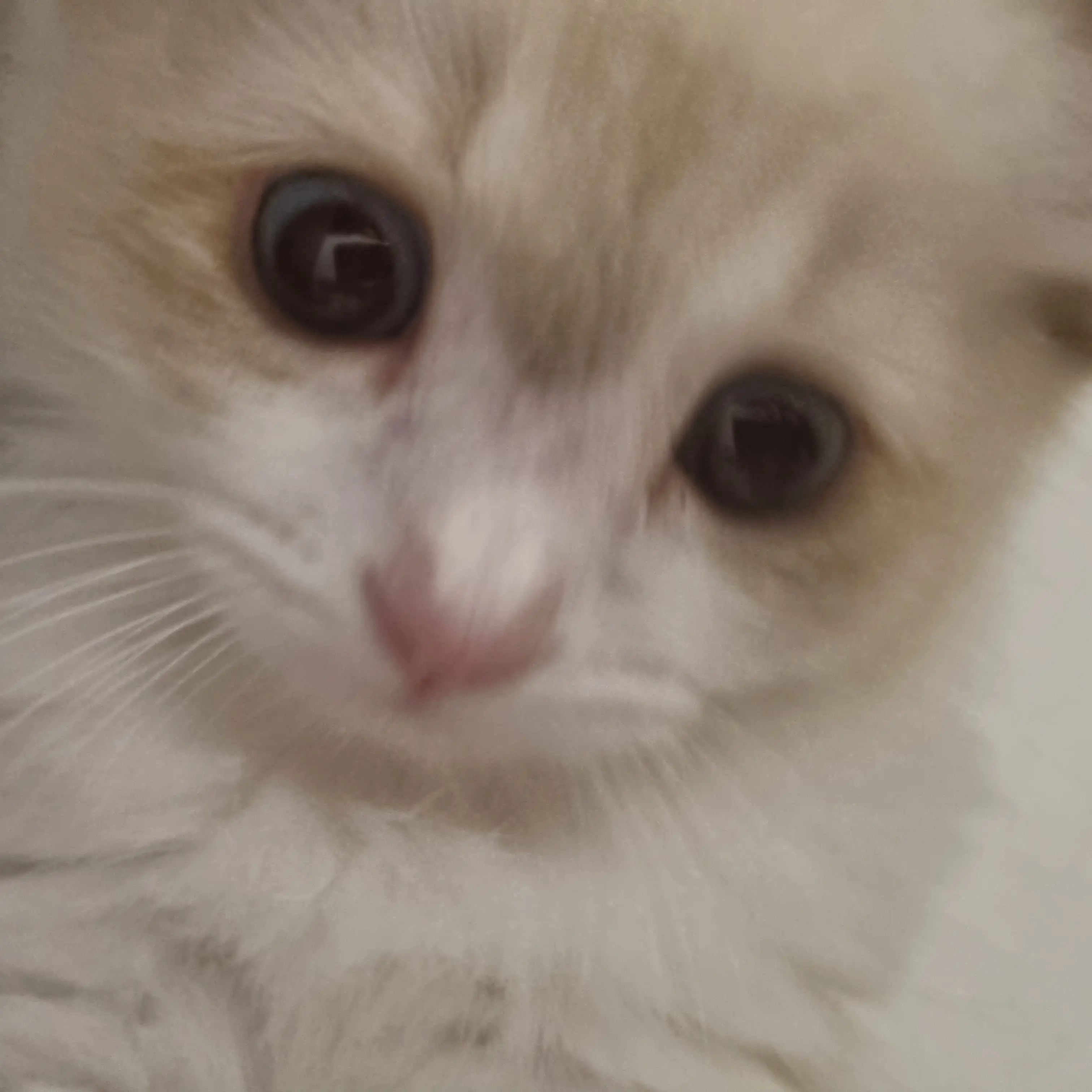 wattaunna의 고양이 하루