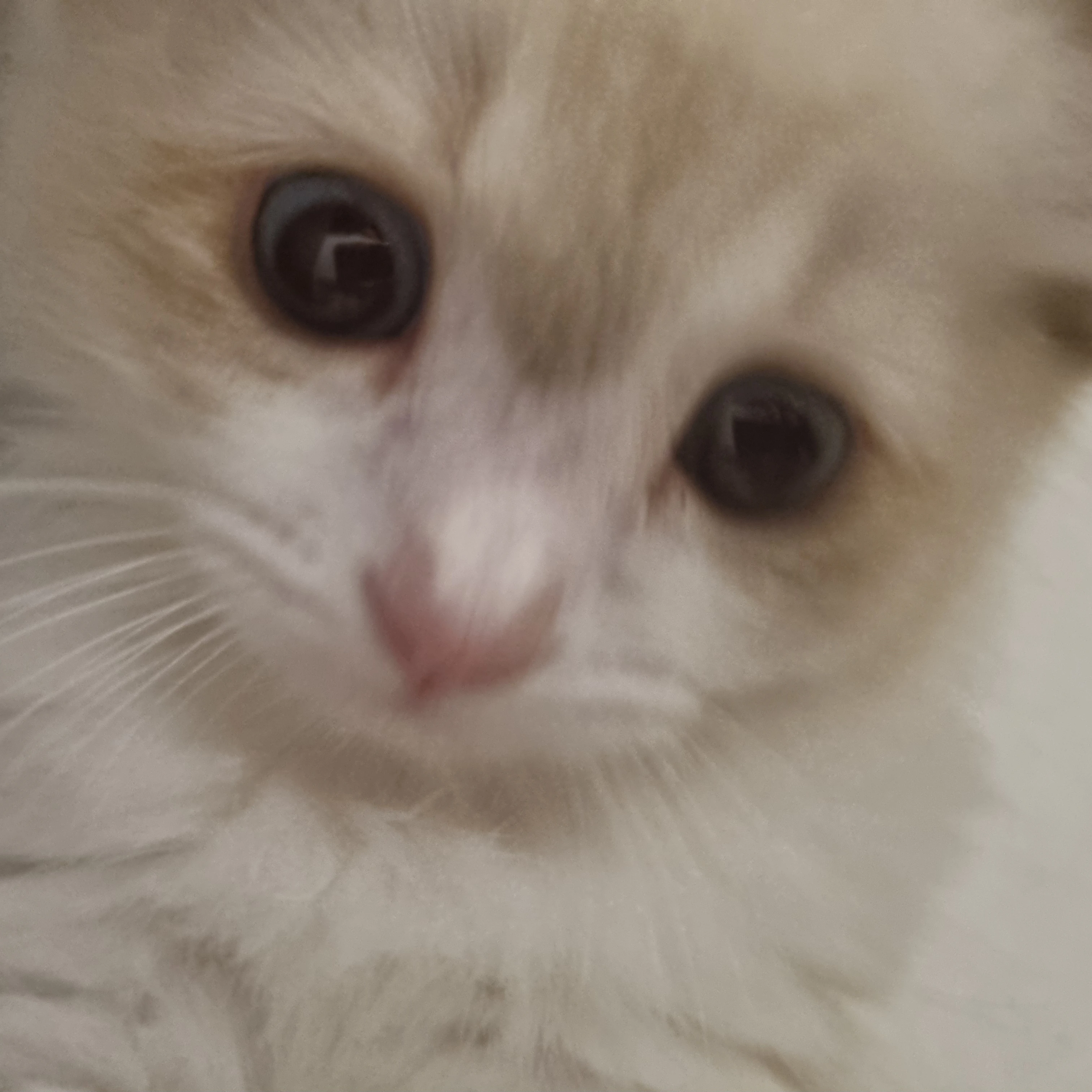 하루