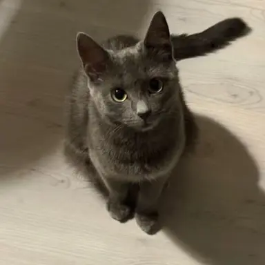Profile image of Smokey