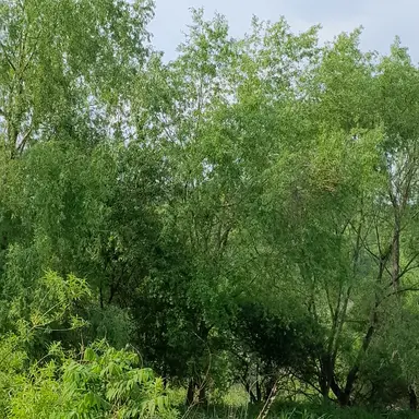 Profile image of 공룡