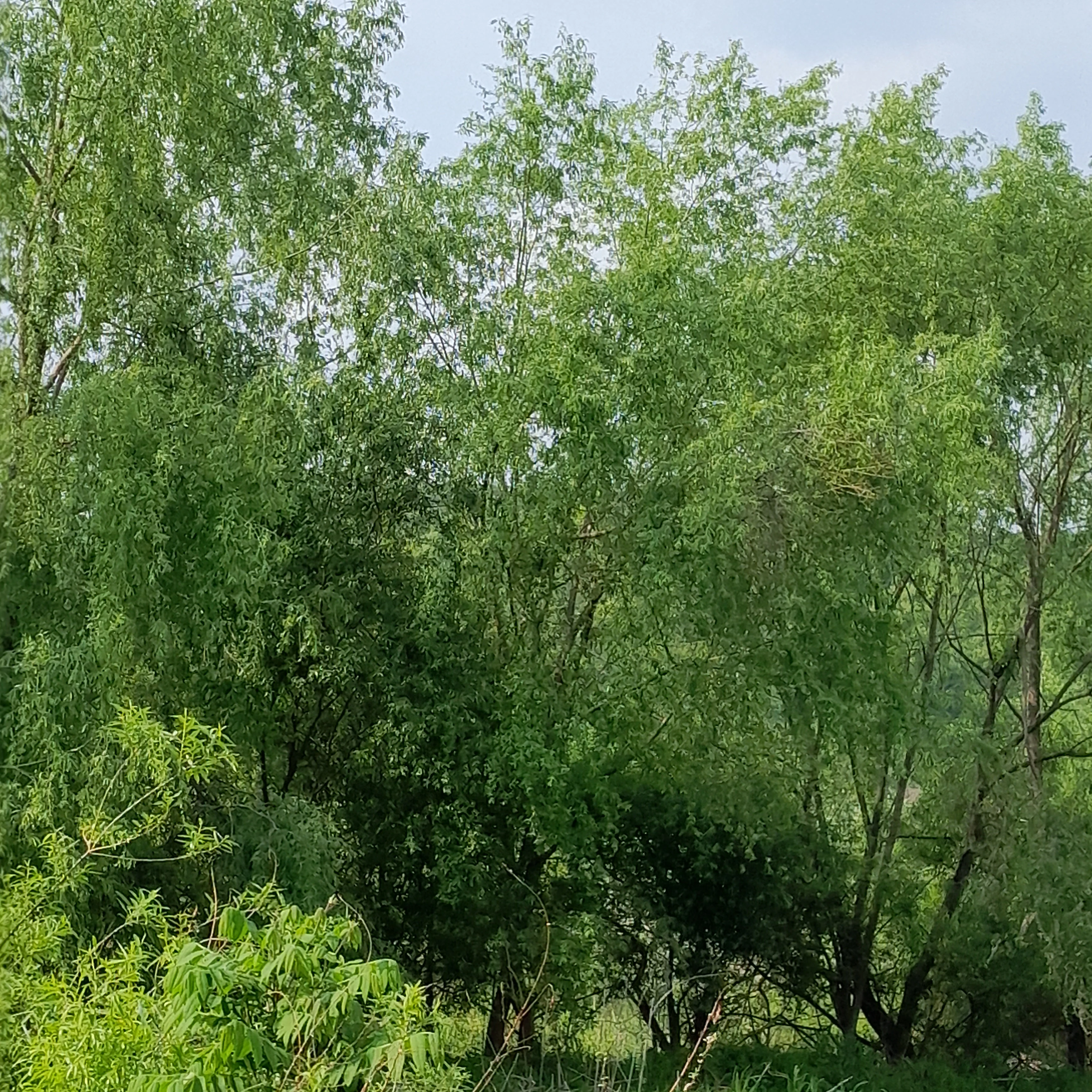 공룡