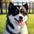 犬（メス）