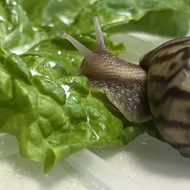 Profile image of 흑임자