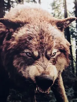 Profile image of Jacob