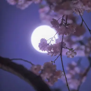 Profile image of 腐男子
