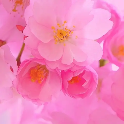 BleakPumi2815의 남한핑,북한핑