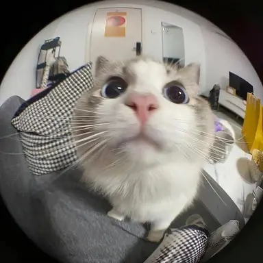 Profile image of 기모니 야래아