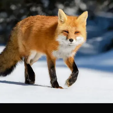 Profile image of 김여우