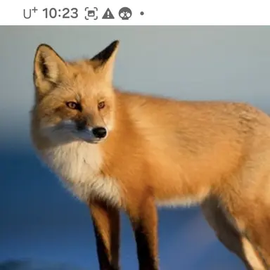 Profile image of 여우