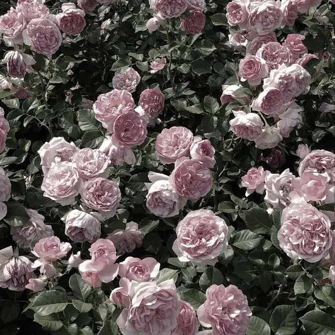 Trrrue_의 엘레나 로엘