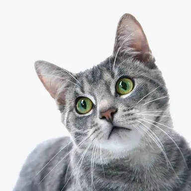 Profile image of 차즈