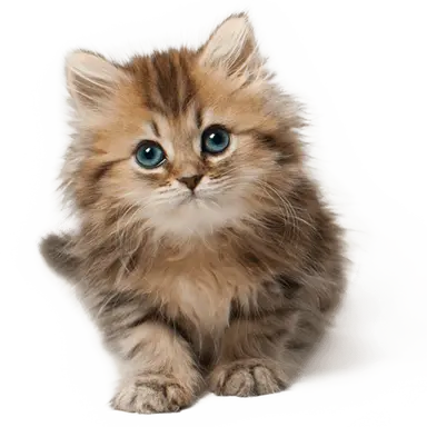 Profile image of 초꼬