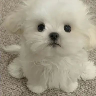 Profile image of 크림
