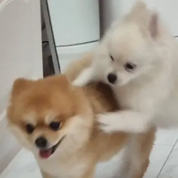 Profile image of 여우